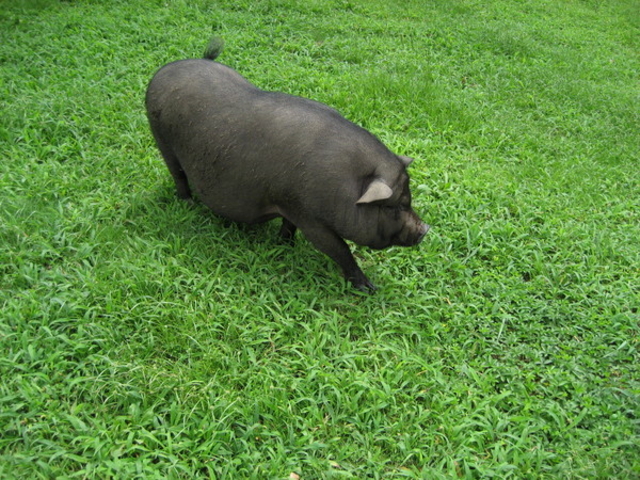 �炭�̂��}�U�[�Y���h�~���N�q��