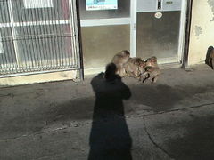 ݂񂮂݂₿搶̔g胂L[xCւ̓eʐ^1