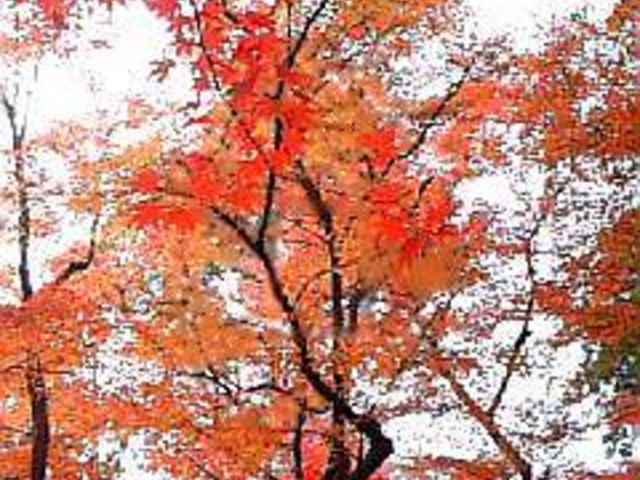 �������̂��݂�