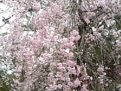 �݂�������̔��؂̓��ւ̓��e�ʐ^1