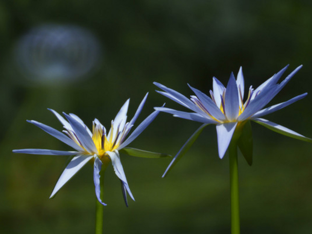 �k�쑺�u���l�̒�v�}�����b�^��