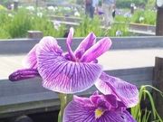 ݂݂̂₱LÉԏҊ̓eʐ^1