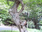 kPĂ郉C_[̑咩̃eOVfQ̓eʐ^1