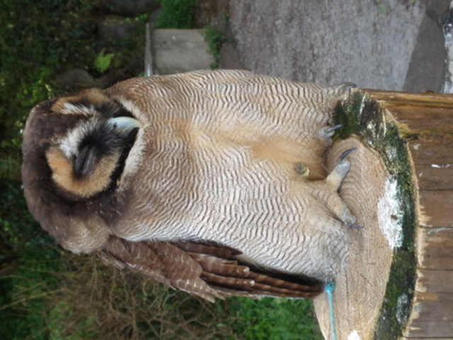 �̊��^������ iZoo