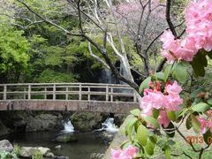 ちび太さんの偕楽園（静岡県裾野市）の投稿写真1