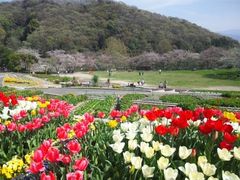 しょうゆマヨネーズさんの和歌山県植物公園緑花センターの投稿写真1