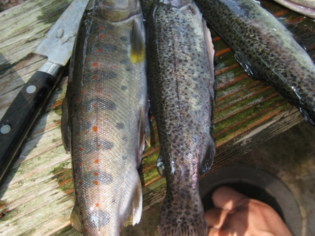 DrK@ׂ̂̎sc̗̓eʐ^1