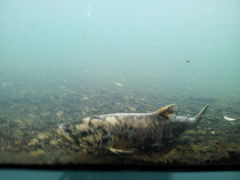 TP̂ӂ邳Ɛΐق̎ʐ^1