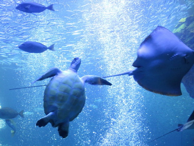 ���s������