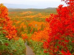 ハシルニャンコさんの八甲田連峰の紅葉の投稿写真1