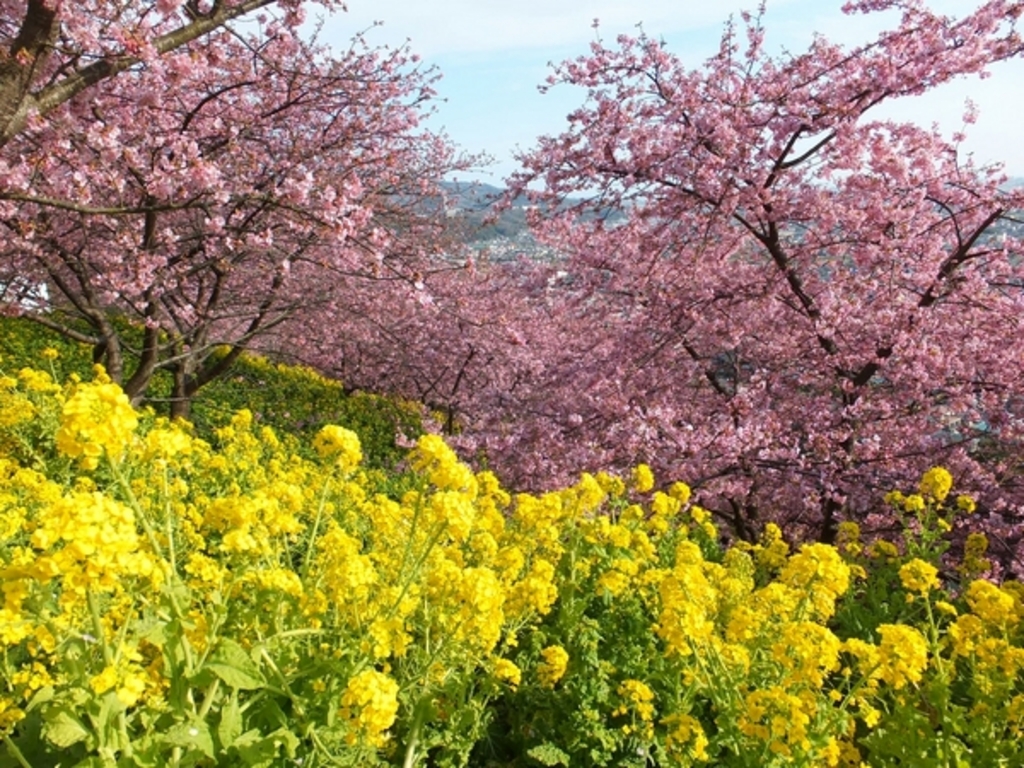 小田原フラワーガーデン 【神奈川県】