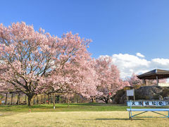 桜とアルプス 大草城址公園の桜の口コミ じゃらんnet