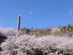 ほえるさんの舞鶴城公園の桜への投稿写真1