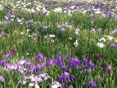 ������������߃p�[�N�̃A�����E�ԏҊ��E�͂��E�X�C�����̎ʐ^1