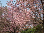 ܂߂̋{Í`C̓eʐ^1