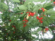 mikipon̎Oόډ̓eʐ^1