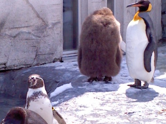 ���R������