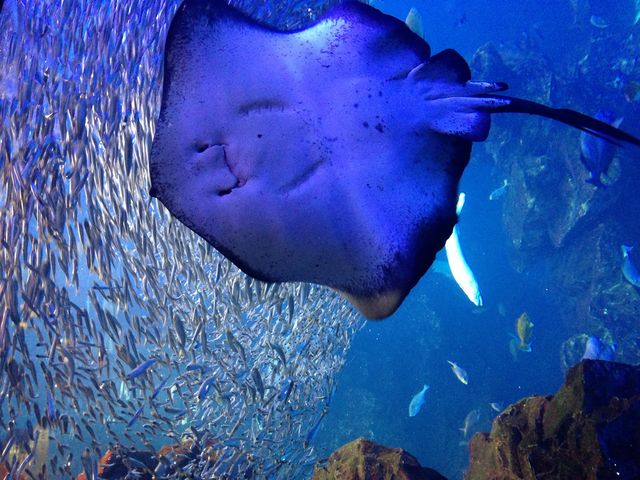 �G�C���C�����ǂ������ɉj���Ń}�X�B_���s������