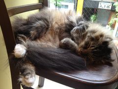 ねこカフェではなく ねこ店長のいるカフェです ディーカッツェ Die Katzeの口コミ じゃらんnet