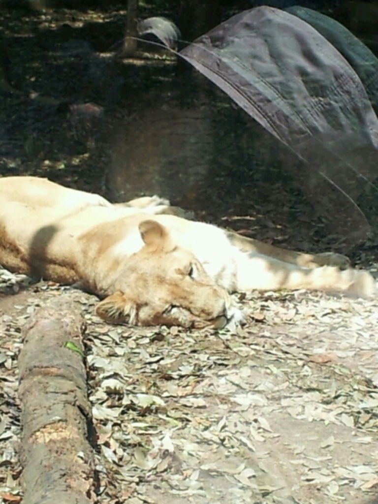 よこはま動物園ズーラシア