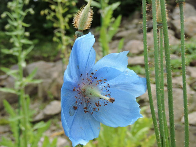 nܗ̐Ãq}̐PV_GCunܗ