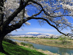 北斎さんの白石川堤一目千本桜の投稿写真1