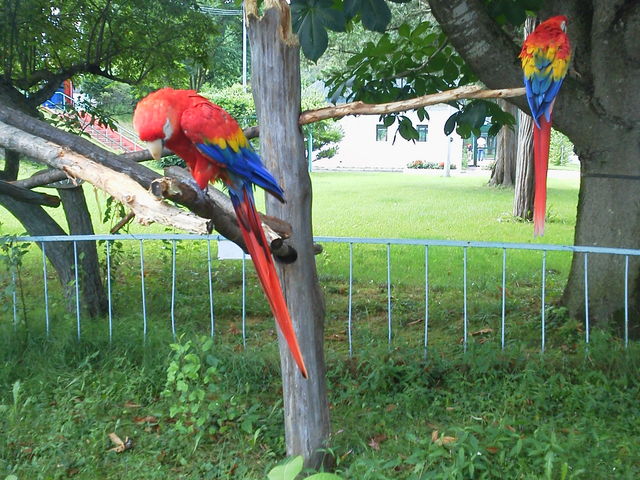 �A�J�R���S�E�C���R�Ƃ����炵��_���тЂ듮����