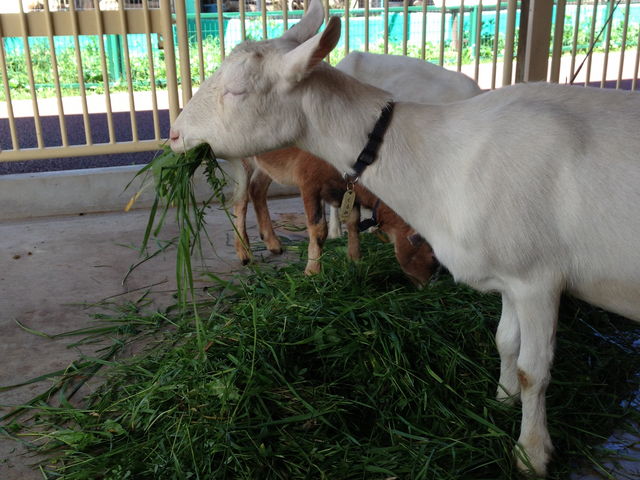 �G�T�𕽂炰�郄�M_���тЂ듮����