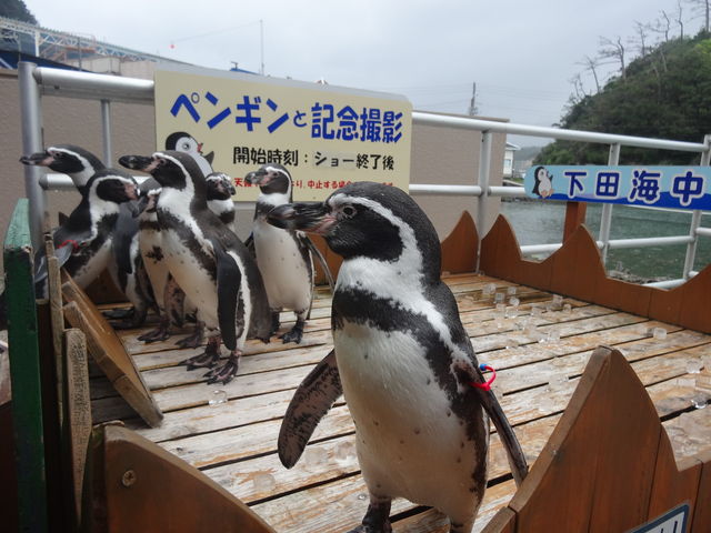 �y���M���ƈꏏ�ɉƑ��Ŏʐ^�B���Ă���܂�
�����Ȃ̂�������_���c�C��������