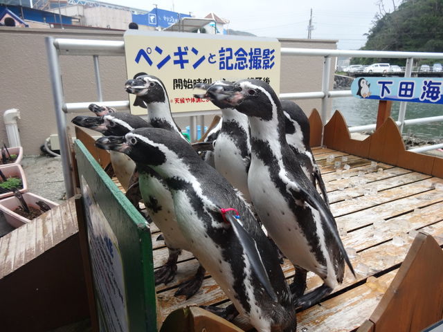 �y���M���ƈꏏ�Ɏʐ^���B���Ă���܂�
�����ł�_���c�C��������