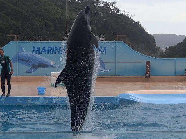 �V���[�̔��͂͂��܂����ł�_���c�C��������