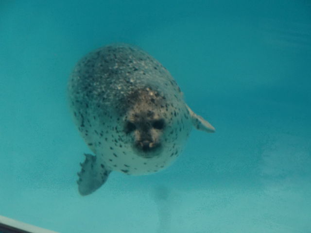 ���z�̗ǂ��S�}����񂪂��܂�_���c�C��������