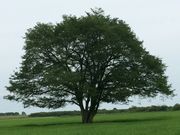 Bernesẽnj̖؂̓eʐ^2