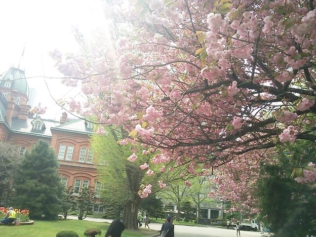 ������_�k�C�������{����(�Ԃ�񂪒���)