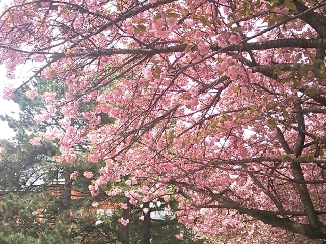 ������_�k�C�������{����(�Ԃ�񂪒���)