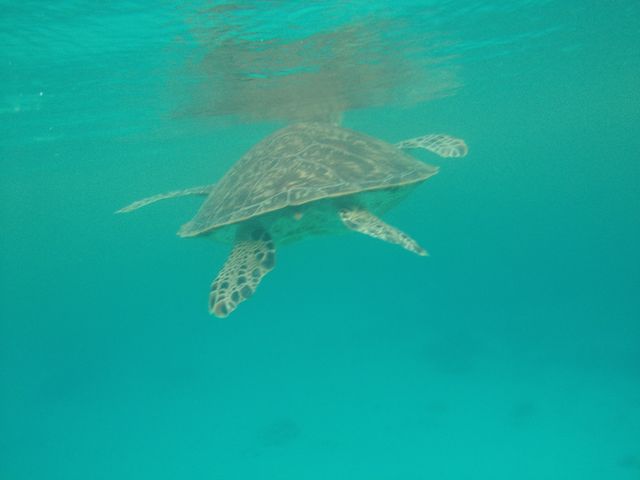 �n�Îu�v�r�[�`