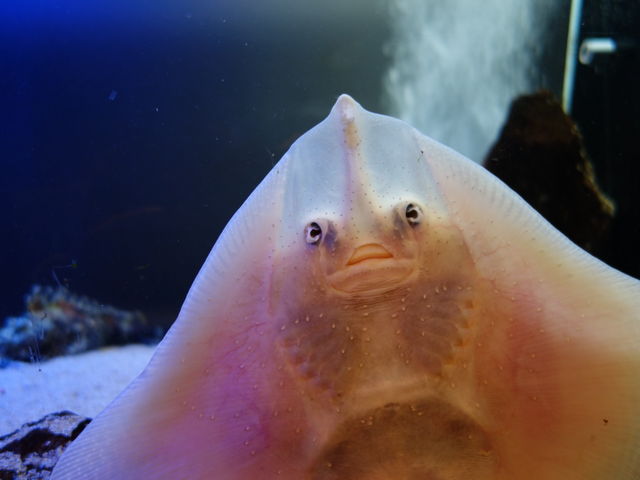 ���F�ȊO���ǂ�_�j��������GAO