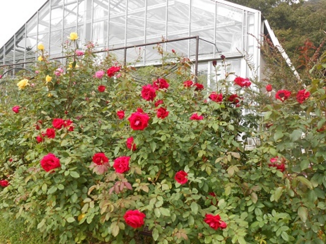 �Ƃ����ԃZ���^�[