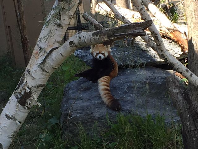 ���b�T�[�p���__�~�R������