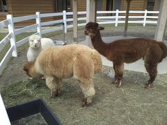 Vӂ邳Ƒy`[bv̖z̎ʐ^1