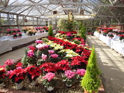 nyankorȍ╔̓eʐ^1