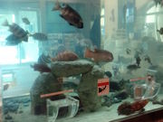 ǂ񂳂̂ǂƑق̓eʐ^4