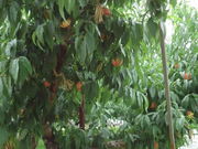 ǂ񂿂񂳂̌_O[vnEX̓eʐ^1