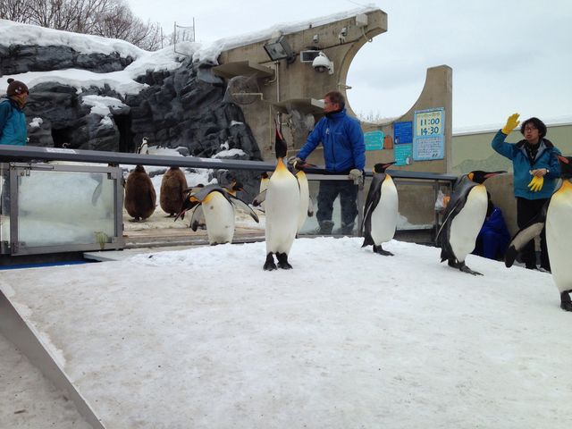 �y���M���̂��U���̎ʐ^�ł��B_���R������