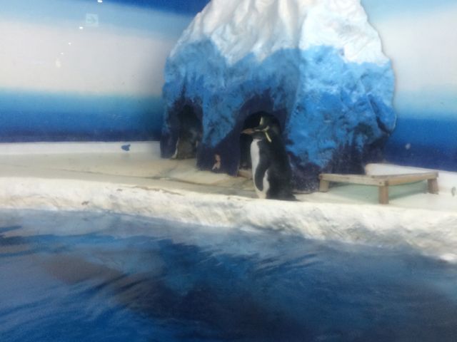 �y���M������_�V�����ۂ�T���s�A�U������