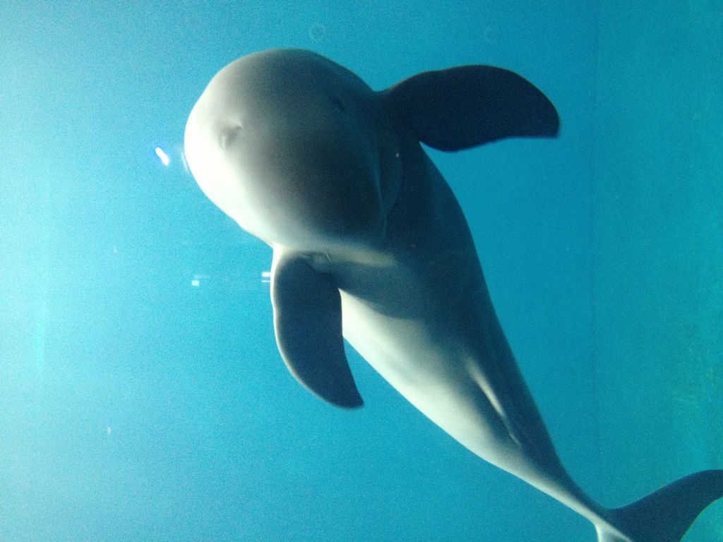 鳥羽水族館