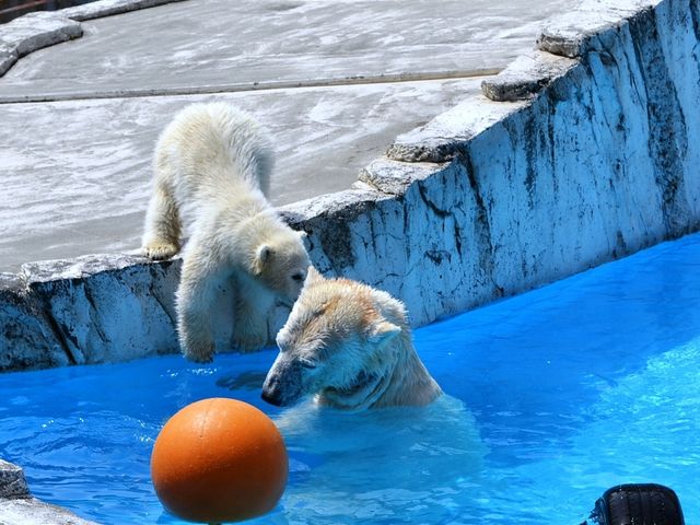 �{�[���V�ъy�������`�I�@�{�[���~�����ȁ`�I�I_�~�R������