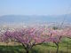 oranasuriさんの一宮町の桃の花への投稿写真3