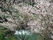 kophiphỉꖼ~т̓eʐ^1