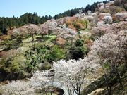 kophiphi̋gR̍̓eʐ^1